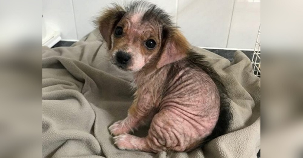 El drama de la perrita que fue abandonada por la «desagradable» apariencia de su piel El drama de la perrita que fue abandonada por la «desagradable» apariencia de su piel