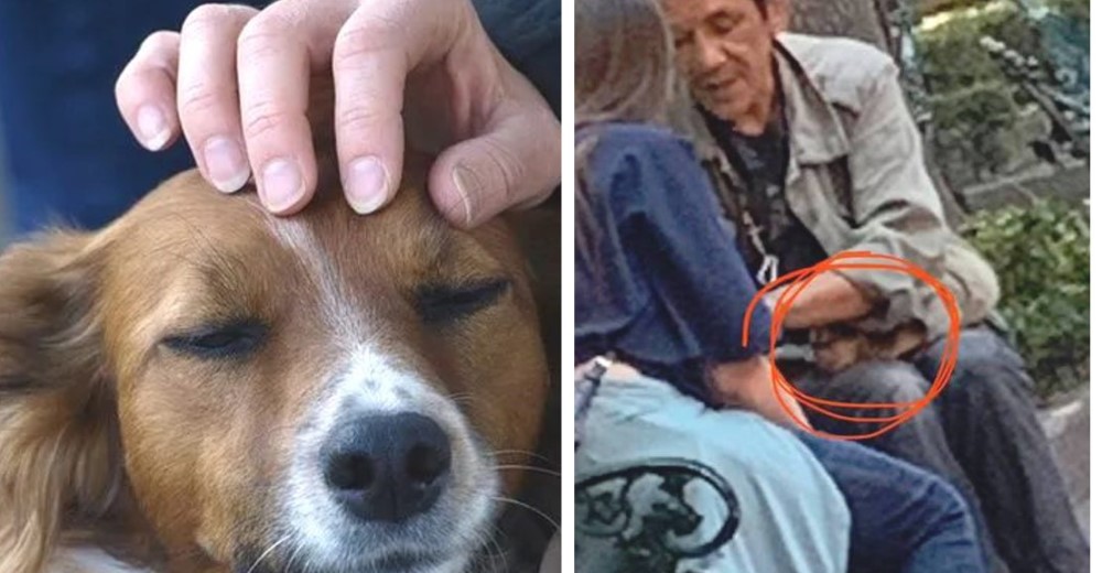 Sedan a un perrito para pedir dinero engañando a la gente simulando que está enfermo Sedan a un perrito para pedir dinero engañando a la gente simulando que está enfermo