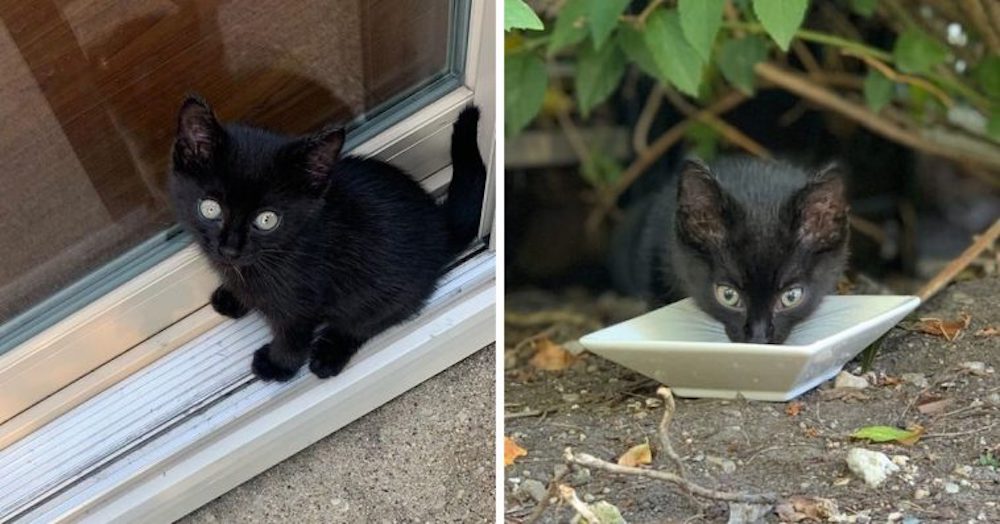 Gato sin hogar aparece religiosamente cada día en el patio de una pareja, tenía su plan perfecto Gato sin hogar aparece religiosamente cada día en el patio de una pareja, tenía su plan perfecto