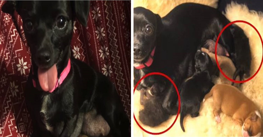 Abandonan a una perrita por estar embarazada pero su amor la lleva a adoptar 2 gatitos huérfanos