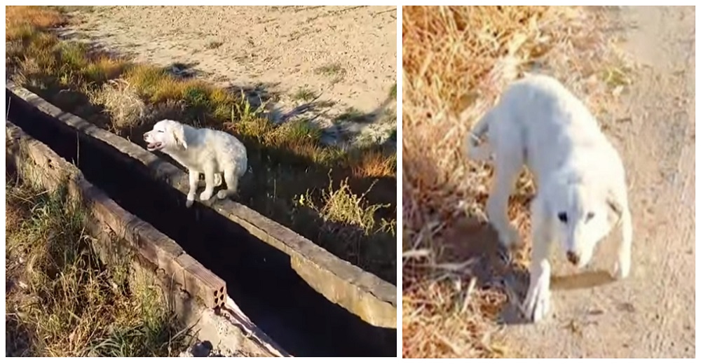 Cachorrito se aferra a un hombre que apareció de milagro tras ser abandonado en medio de la nada