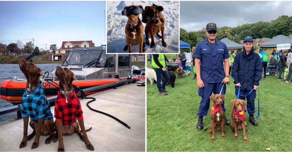 Guardacostas adoptan a dos hermanos labradores para subir la moral del equipo y se hacen virales