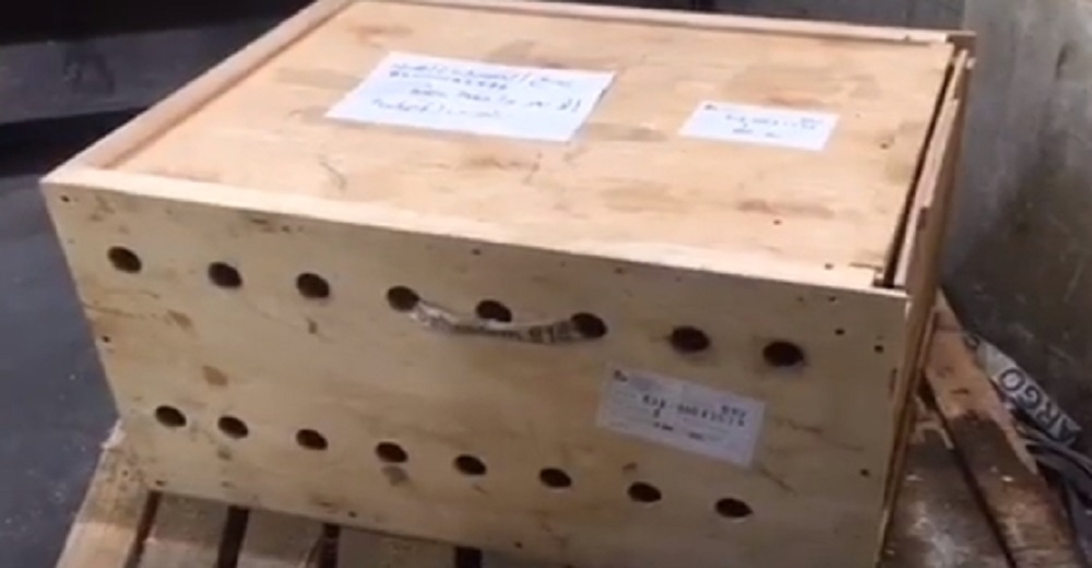 Una caja de madera pasa una semana en la aduana, no sabían que 3 criaturas luchaban por su vida