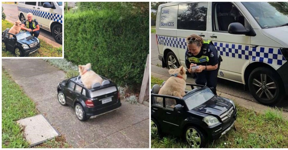 Perrito que conducía un diminuto auto es detenido por la Policía, tenía la más poderosa excusa