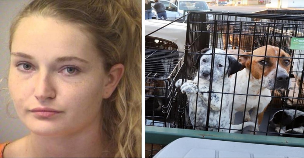 Decía amar a sus mascotas y comprobaron que atentó contra la vida de decenas de animales Decía amar a sus mascotas y comprobaron que atentó contra la vida de decenas de animales
