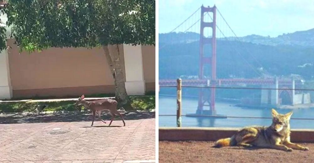 Criaturas salvajes aprovechan la cuarentena para invadir las calles–El hogar que un día fue suyo