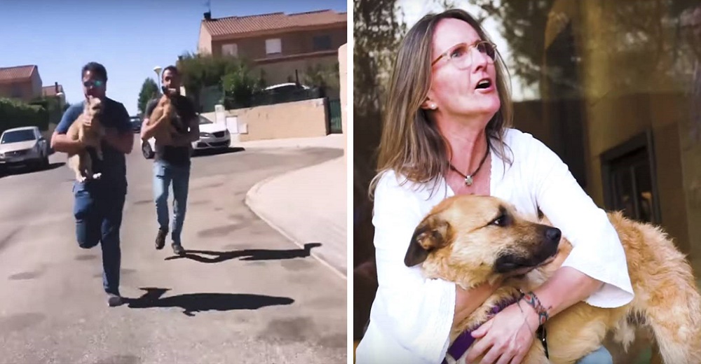 Irrumpen en una casa para salvar a dos perritos terriblemente abusados y salen corriendo Irrumpen en una casa para salvar a dos perritos terriblemente abusados y salen corriendo
