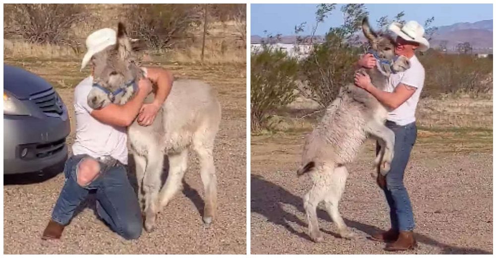 Un burro actúa como si fuera un perro cada vez que su padre llega a casa