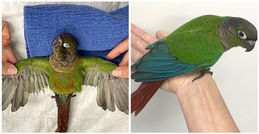 Le cortaron sus alas para tenerla como mascota y logra volar de nuevo gracias a un trasplante Le cortaron sus alas para tenerla como mascota y logra volar de nuevo gracias a un trasplante