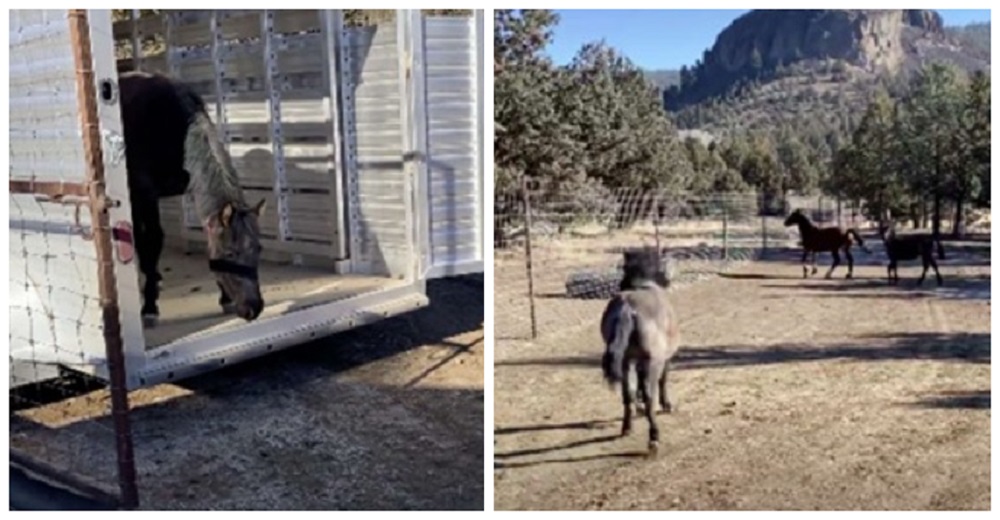 Yegua se reencuentra con sus potros gemelos «milagro» tras pensar que los perdió para siempre