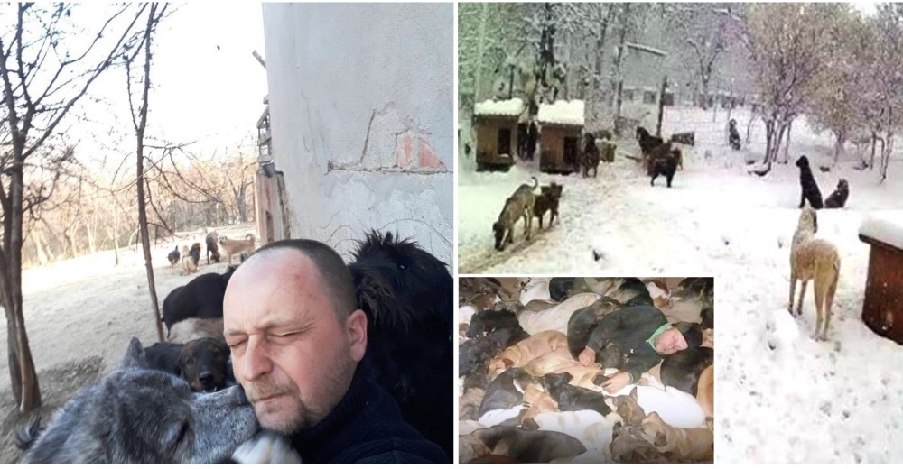 Duerme con 600 perros a -20 grados y busca ayuda desesperada para darles un refugio Duerme con 600 perros a -20 grados y busca ayuda desesperada para darles un refugio