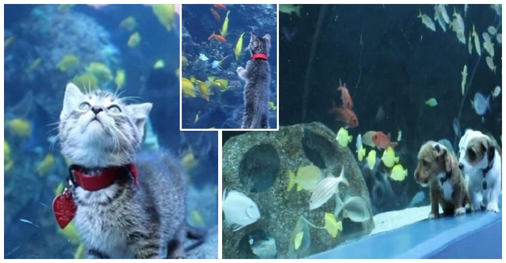 Gatitos y perritos rescatados van de paseo a conocer a los peces de un acuario y reaccionan Gatitos y perritos rescatados van de paseo a conocer a los peces de un acuario y reaccionan