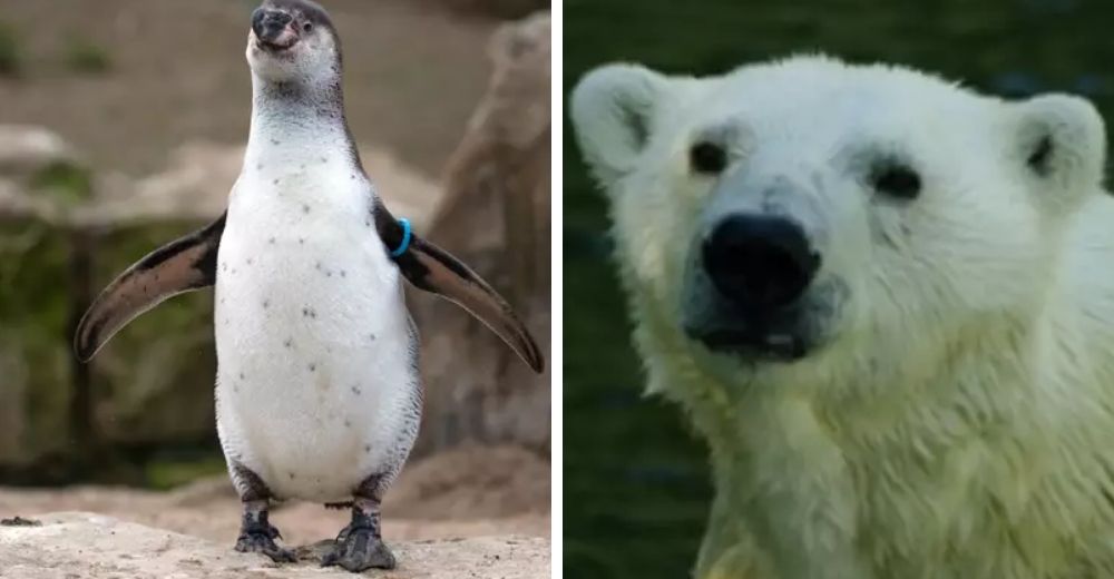 Zoo advierte que por el coronavirus tendrá que alimentar animales con otros para que sobrevivan Zoo advierte que por el coronavirus tendrá que alimentar animales con otros para que sobrevivan