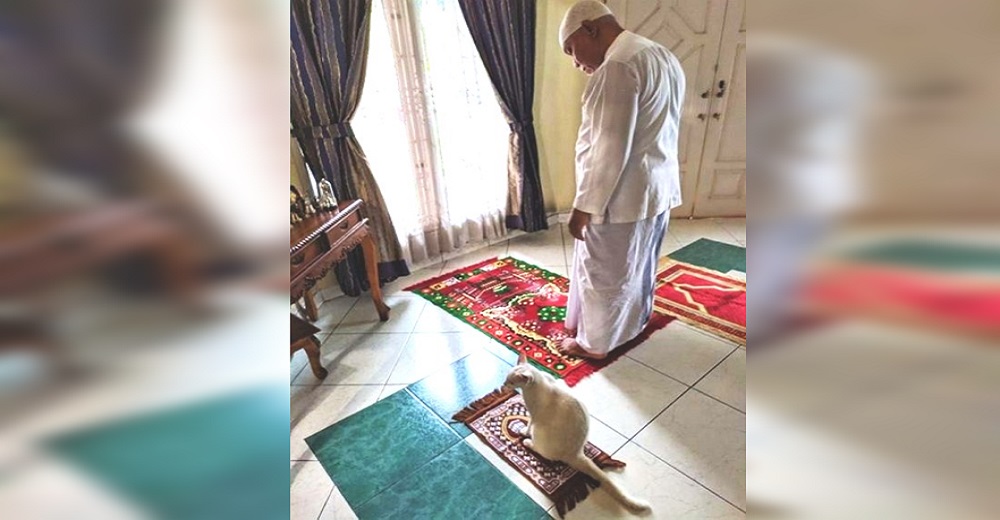 Gatita recibe su propia mini alfombra para unirse al momento de la oración de toda la familia Gatita recibe su propia mini alfombra para unirse al momento de la oración de toda la familia