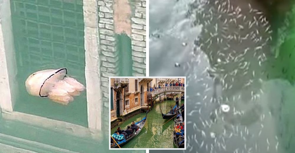 Se queda atónita tras grabar a estas criaturas nadando libres en los pulcros canales de Venecia