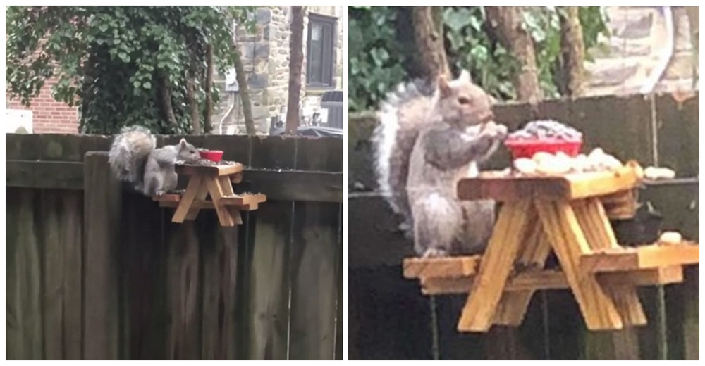 Construye para las ardillas que lo visitan una diminuta mesita de picnic y se hace viral