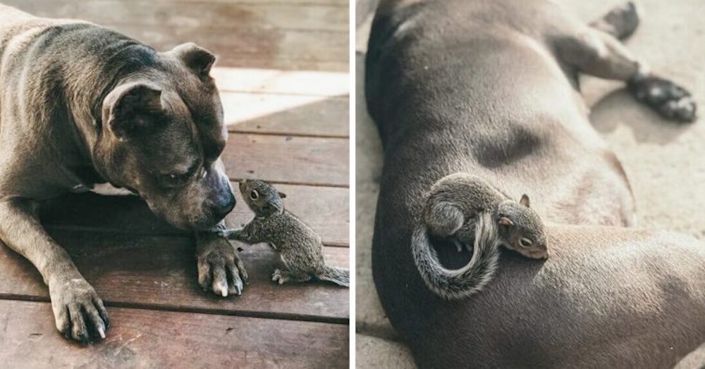 Ardillita huérfana se encuentra con un pitbull «maternal» y le pide que sea su mamá Ardillita huérfana se encuentra con un pitbull «maternal» y le pide que sea su mamá
