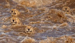 Captan el majestuoso momento en que una familia de guepardos cruza el río lleno de cocodrilos