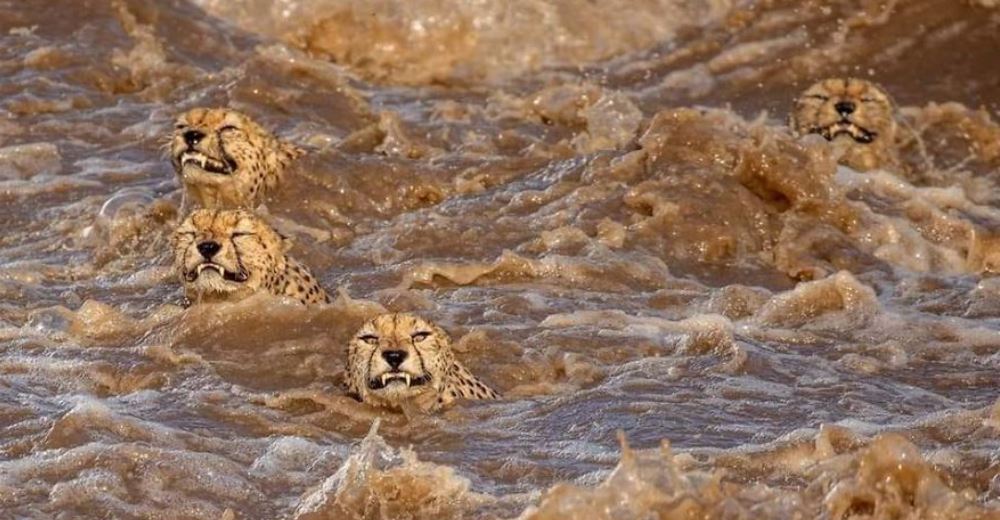 Captan el majestuoso momento en que una familia de guepardos cruza el río lleno de cocodrilos