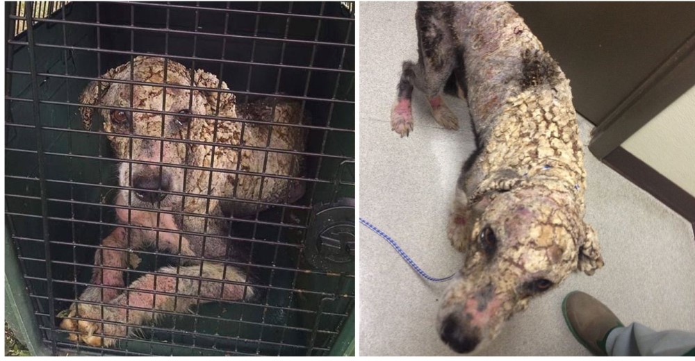 La milagrosa transformación del pobre perrito que parecía «algo» con pus, piel y huesos