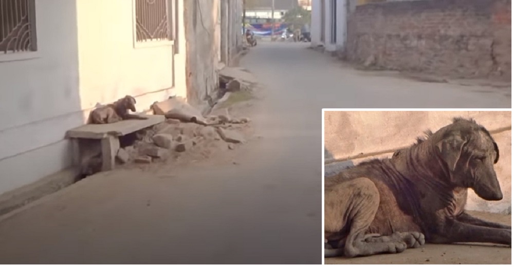 Perrito que era un bulto de huesos cubierto de garrapatas esperaba su trágico final en una banca Perrito que era un bulto de huesos cubierto de garrapatas esperaba su trágico final en una banca