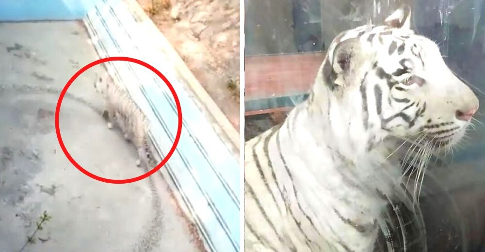 Graban el estremecedor comportamiento de un tigre de bengala muy deprimido en un zoológico