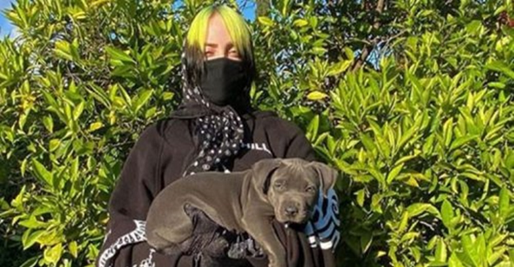 «No sirvo dando hogar temporal» – La reacción de la cantante Billie Eilish tras recibir un perro