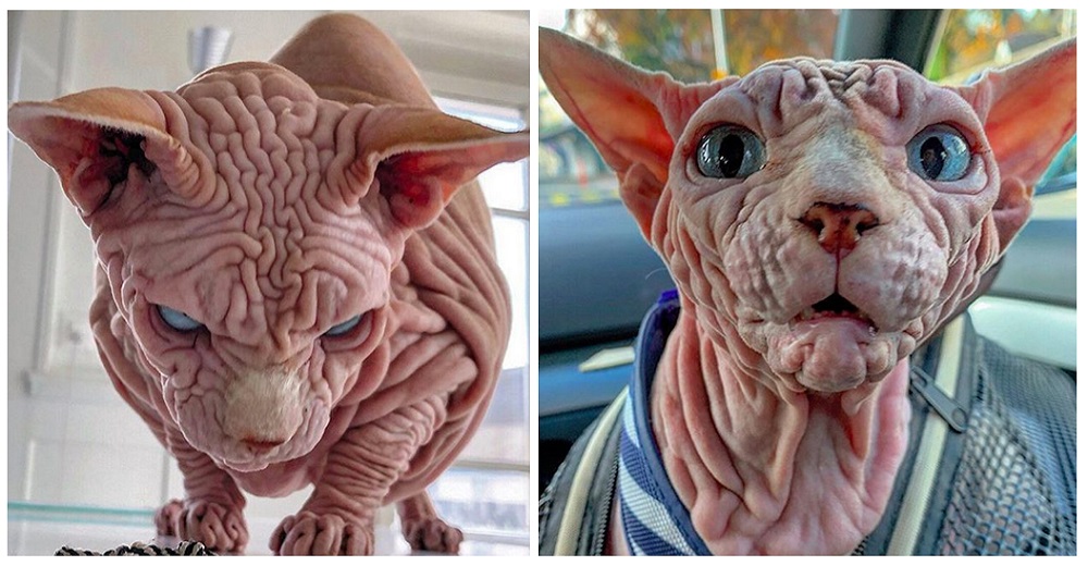 No paraban de burlarse de él llamándolo «cerebro con patas» hasta que conocieron su corazón No paraban de burlarse de él llamándolo «cerebro con patas» hasta que conocieron su corazón