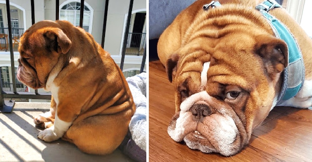 Habla el dueño del perrito que refleja en sus fotos cómo nos sentimos durante la cuarentena Habla el dueño del perrito que refleja en sus fotos cómo nos sentimos durante la cuarentena