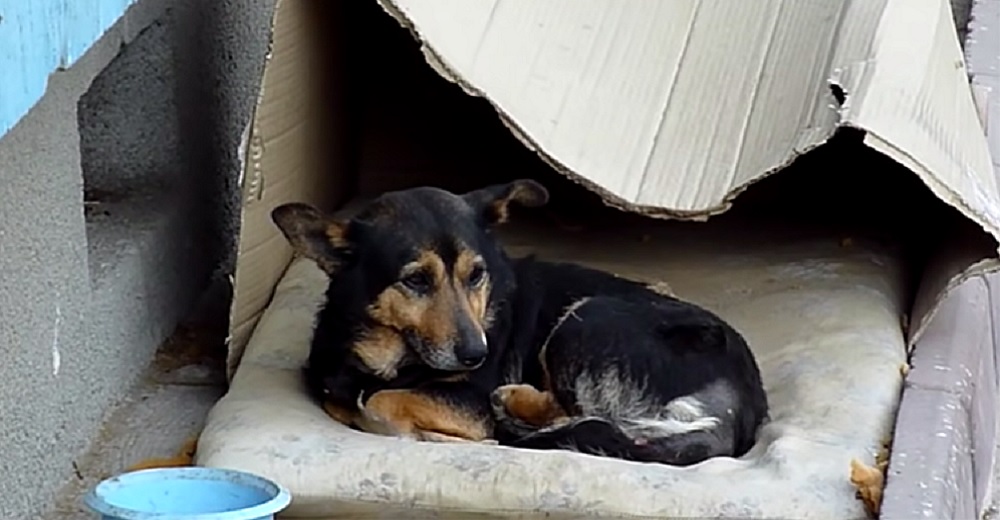 Perro callejero se fue a llorar solo después de que le robaran su única posesión: su almohadita