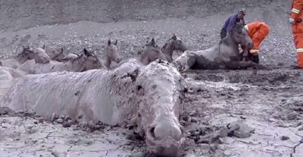 «Como estatuas de barro» – Bomberos logran rescatar 18 caballos justo antes de una muerte segura
