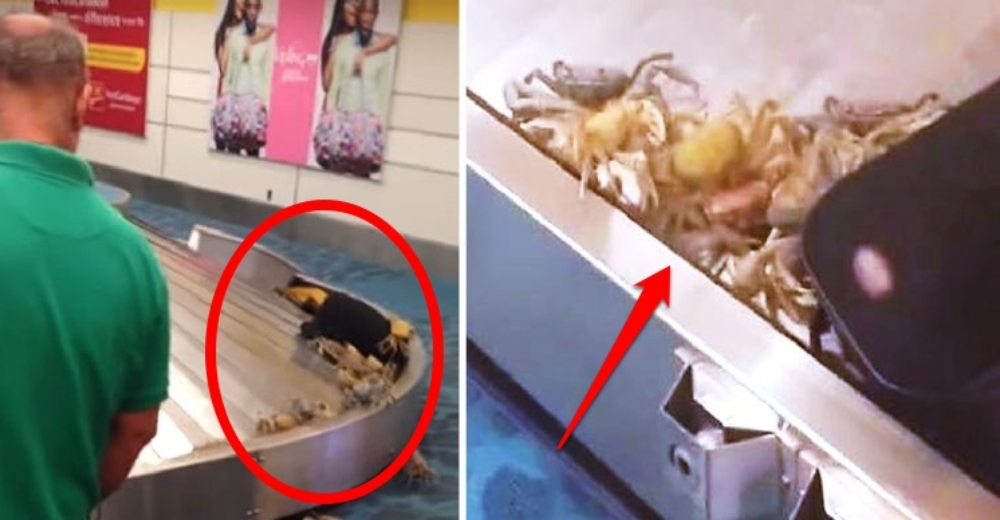 Un equipaje se abre en el aeropuerto y salen decenas de cangrejos intentando escapar