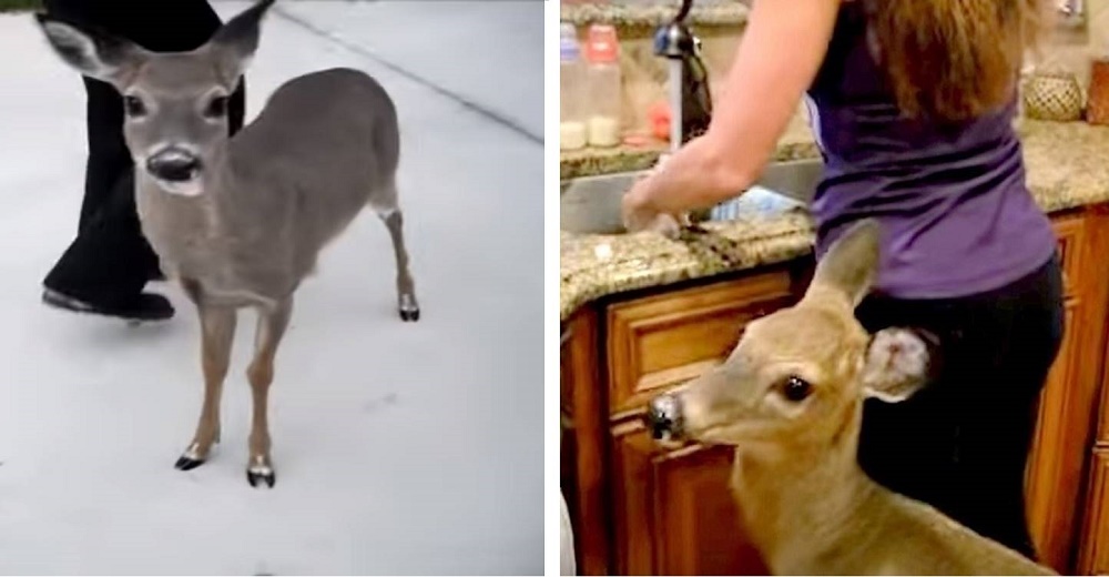 Un ciervo recorre kilómetros para visitar a una mujer que le prepara un biberón todos los días