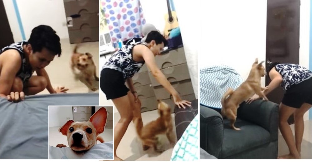 La reacción de un perrito después de que su mamá le hizo pensar que él se volvió invisible