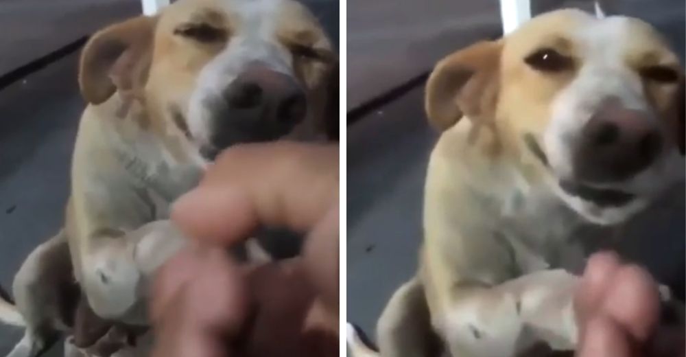 Lo alimenta al verlo hambriento y sin hogar y la reacción del perrito se hace viral Lo alimenta al verlo hambriento y sin hogar y la reacción del perrito se hace viral
