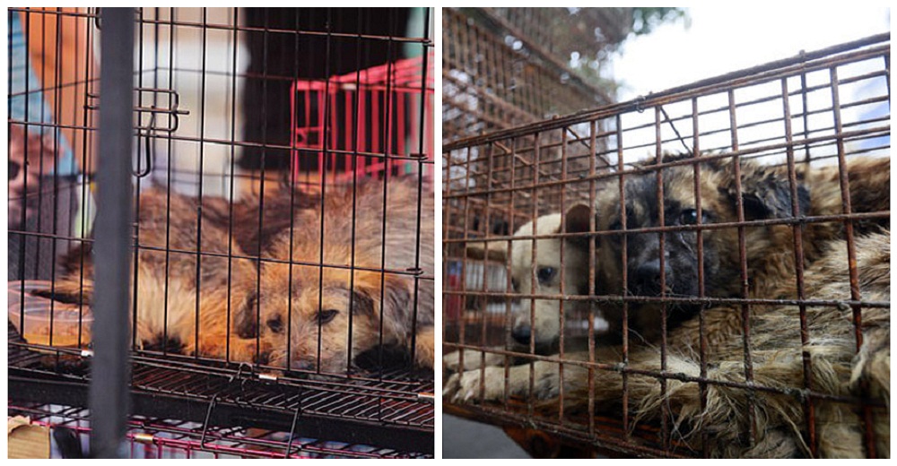 Ciudad china prohíbe para siempre el consumo de carne de perros y gatos tras el coronavirus