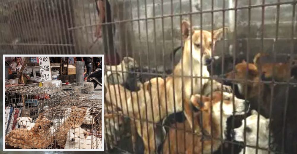 Por fin una ley china obliga a tratar a los perros como mascotas, ya no podrán jamás ser comidos Por fin una ley china obliga a tratar a los perros como mascotas, ya no podrán jamás ser comidos