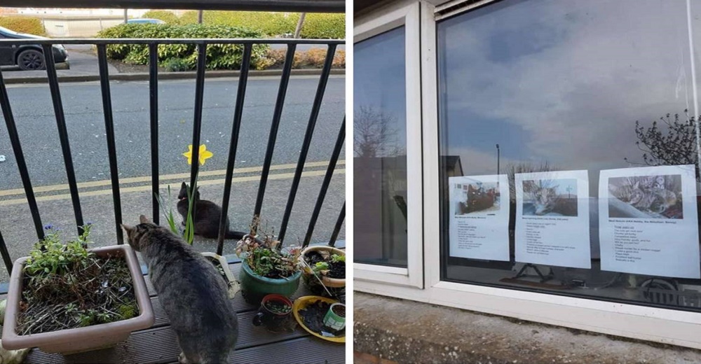 Sus gatos sin amigos miraban tristes por la ventana hasta que logra que no pasen desapercibidos Sus gatos sin amigos miraban tristes por la ventana hasta que logra que no pasen desapercibidos