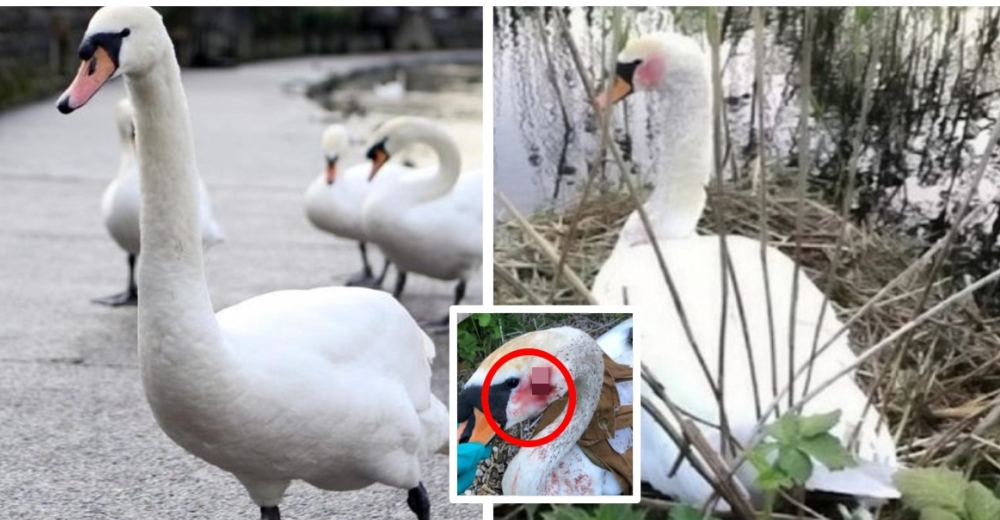 Denuncian el indignante ataque que recibió un cisne mientras protegía a sus bebés