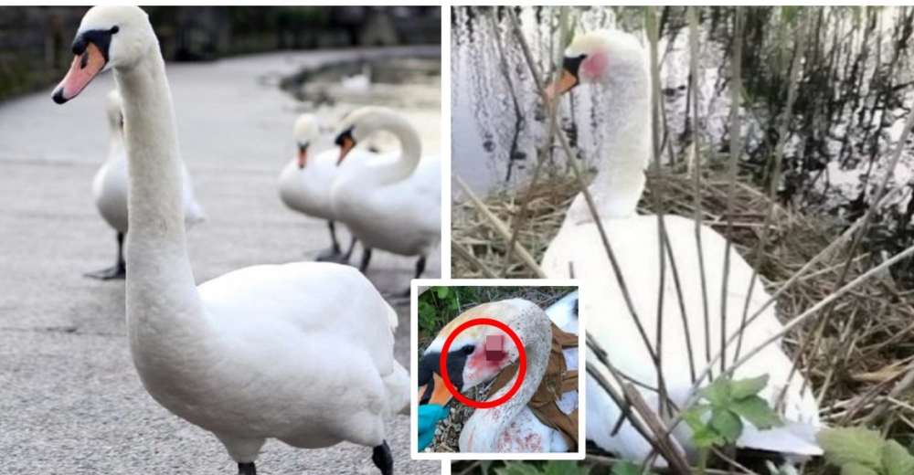 Denuncian el indignante ataque que recibió un cisne mientras protegía a sus bebés Denuncian el indignante ataque que recibió un cisne mientras protegía a sus bebés