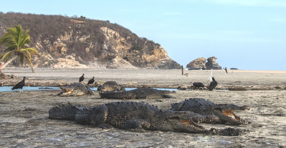 Capta el inusual comportamiento de exóticos animales en playas sin humanos y se vuelve viral