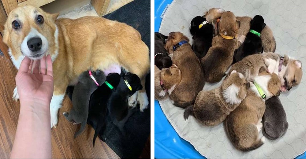 Una perrita adopta a unos cachorros abandonados y aunque son muy diferentes los ama como suyos Una perrita adopta a unos cachorros abandonados y aunque son muy diferentes los ama como suyos