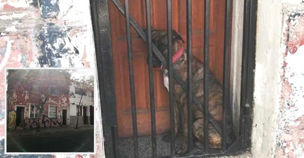 Una mujer denuncia las deplorables condiciones en las que sobrevive un perro encerrado Una mujer denuncia las deplorables condiciones en las que sobrevive un perro encerrado