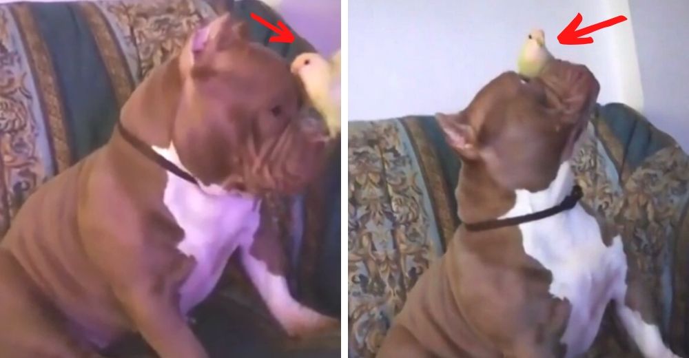 La cuarentena logró lo que parecía imposible: un pitbull y un pajarito se vuelven inseparables