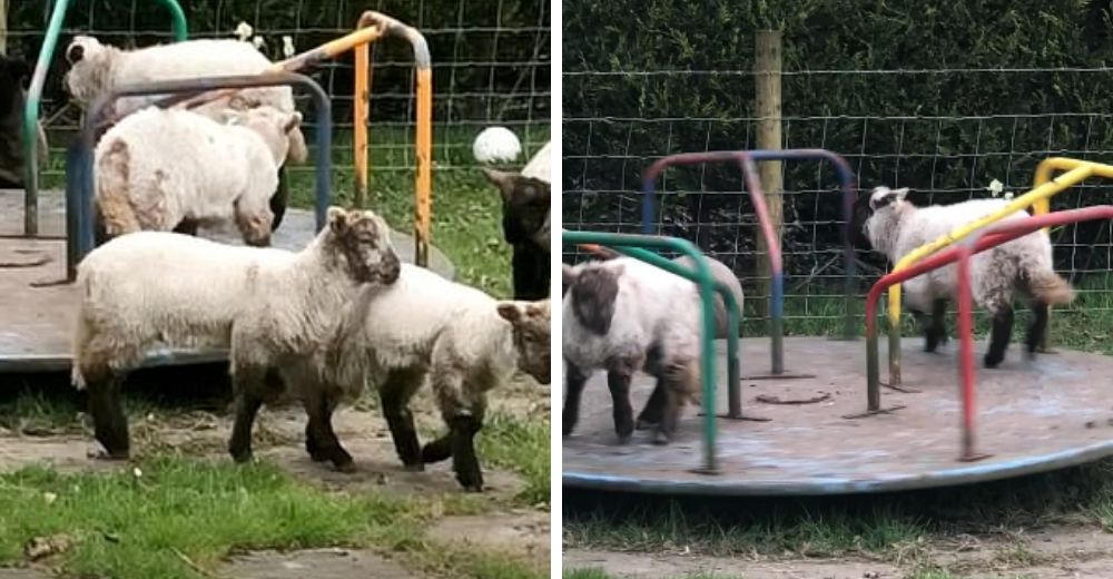 Capturan a corderitos jugando como niños en la rotonda del parque infantil libre de humanos