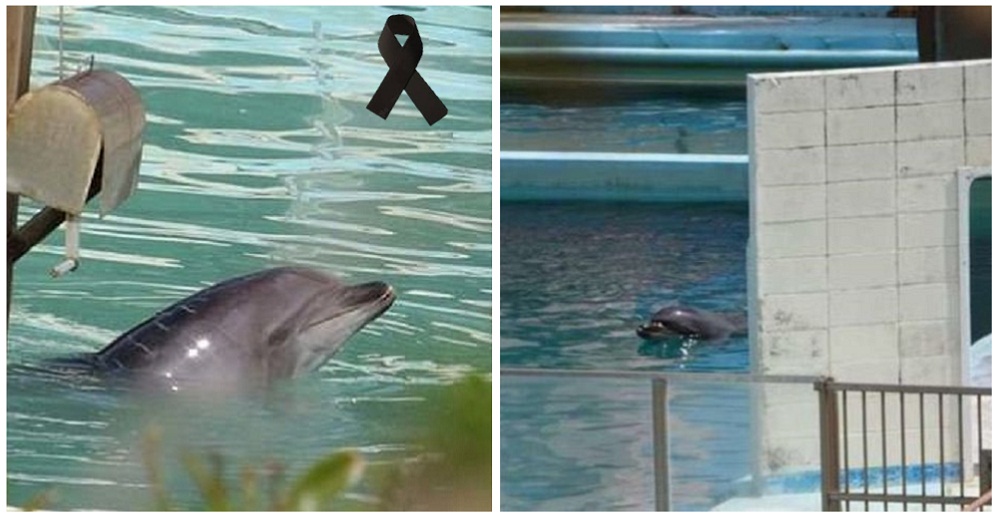 Delfín encerrado por años en un acuario abandonado, muere en la soledad de una estrecha piscina