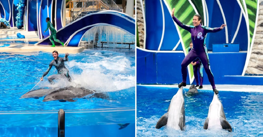 Piden libertad para el delfín que ha sufrido 28 años cautivo siendo víctima de una cruel industria