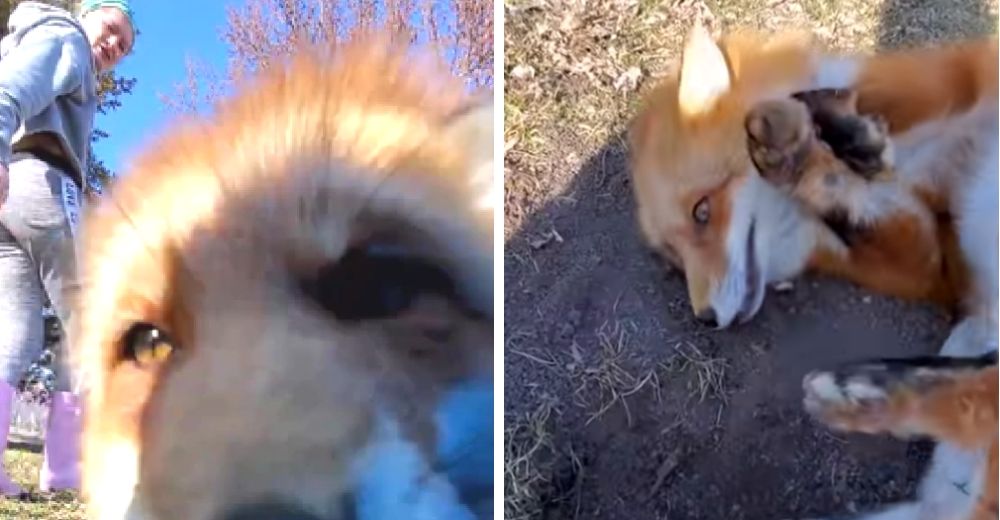 Una zorrita huye corriendo con su teléfono móvil mientras graba un divertido vídeo Una zorrita huye corriendo con su teléfono móvil mientras graba un divertido vídeo