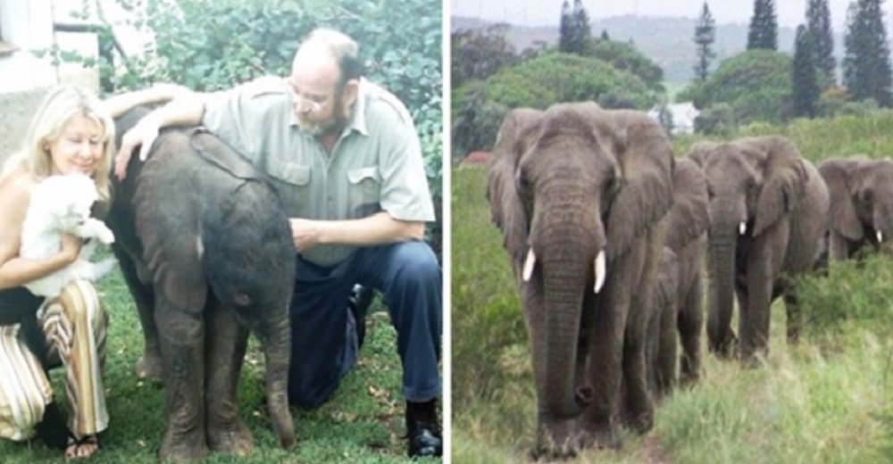 Elefantes viajan 12 horas para rendir homenaje y despedir al hombre que los cuidó durante años