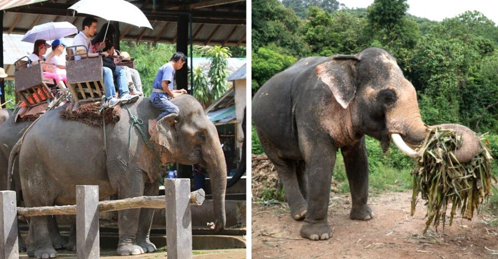 El drama de miles de elefantes criados para entretener, al borde de la inanición por la pandemia